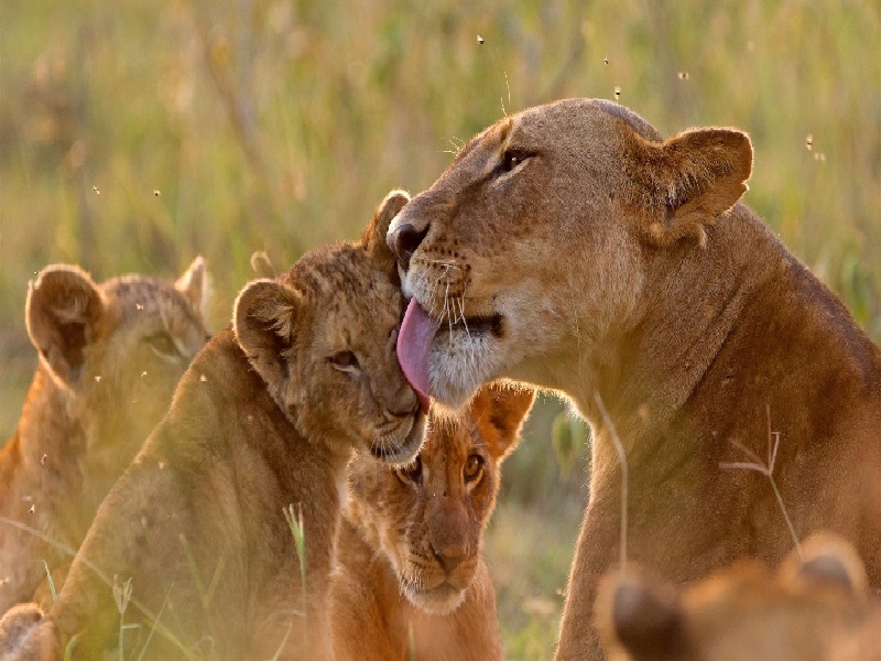 试管婴儿腐败,在网上买试管